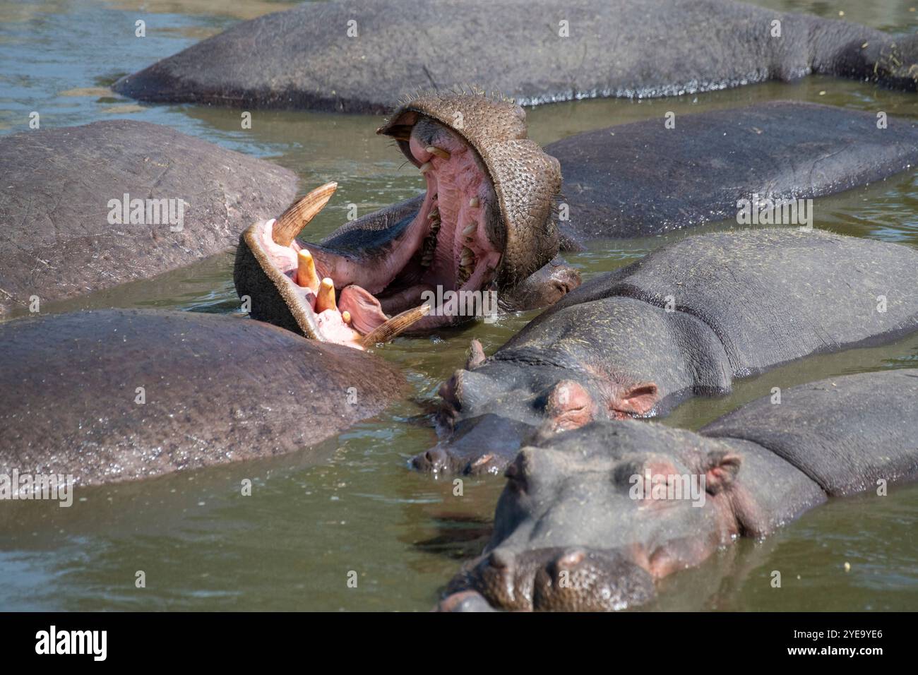 Primo piano di un gruppo di ippopotami (Hippopotamus amphibius) con uno sbadiglio e mostra le zanne al Retima Hippo Pool nella Nazione Serengeti... Foto Stock