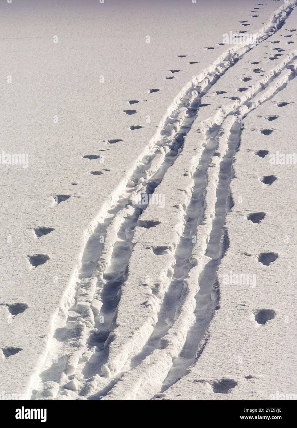 Primo piano di due serie di piste da sci di fondo e di piste per palo sulla neve; a sud di Canmore, Alberta, Canada Foto Stock