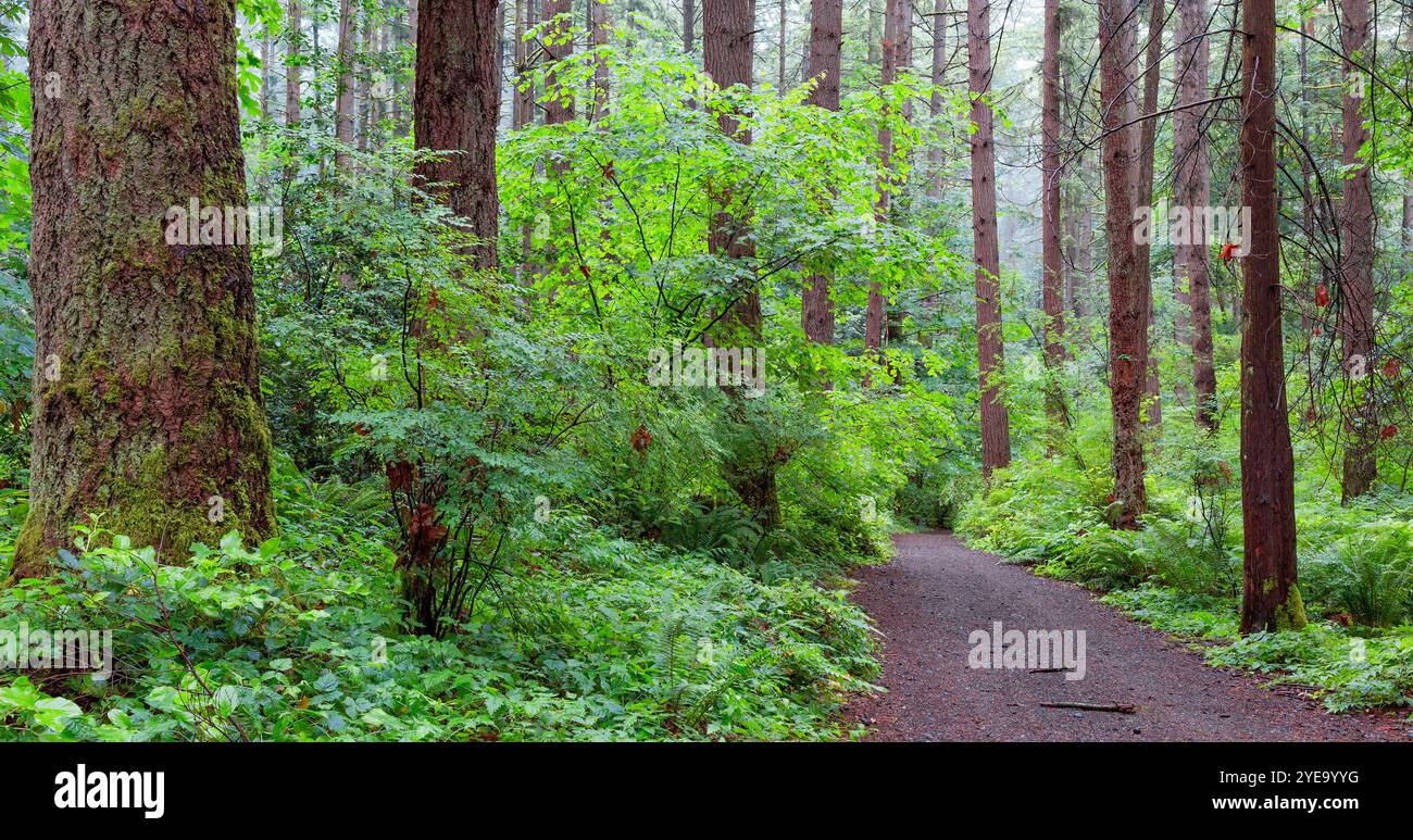 Percorso attraverso una foresta lussureggiante nella nebbia; Delta, British Columbia, Canada Foto Stock