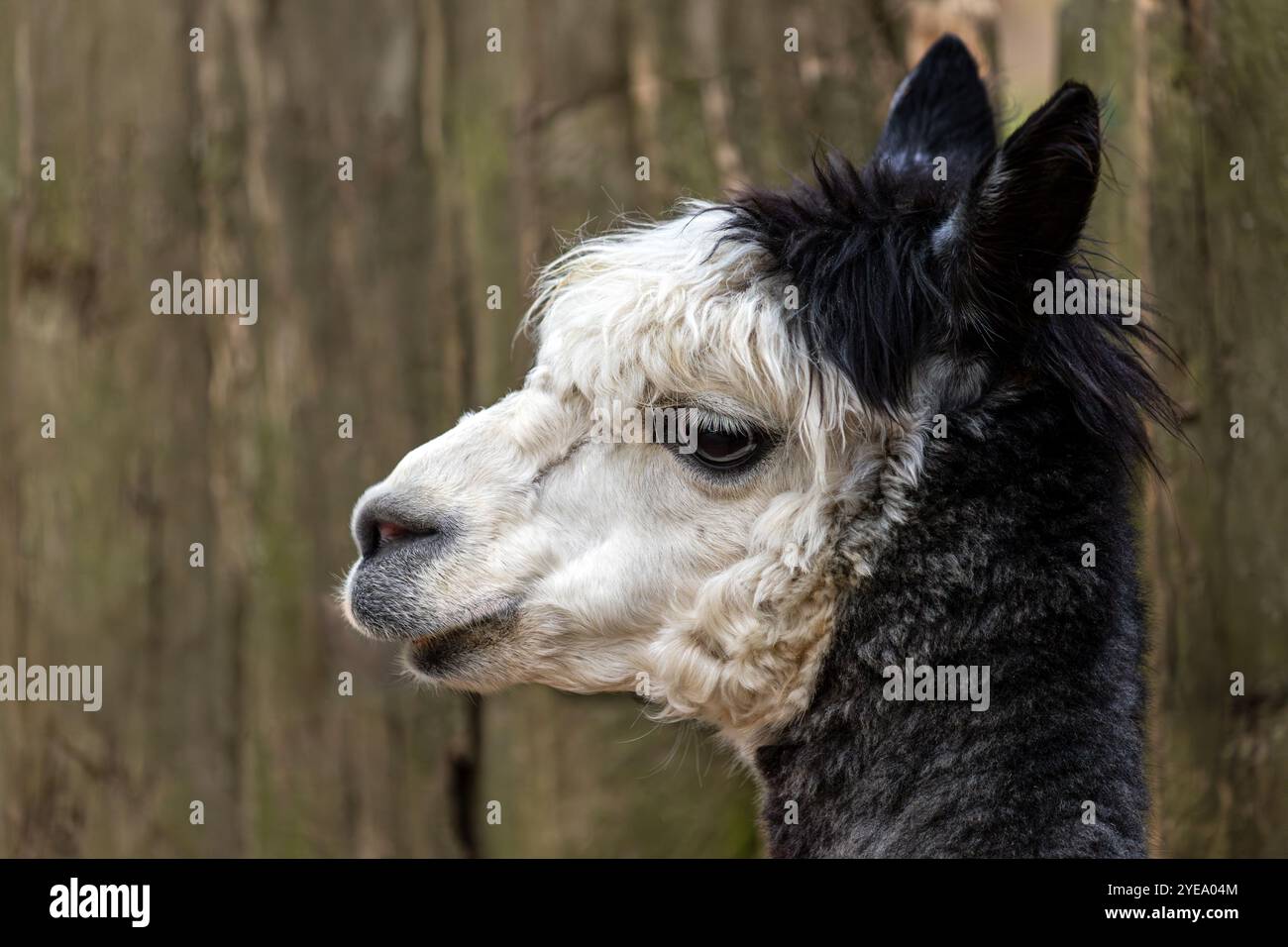 Ritratto di Alpaca Lama pacos adulti in bianco e nero nella fattoria Foto Stock