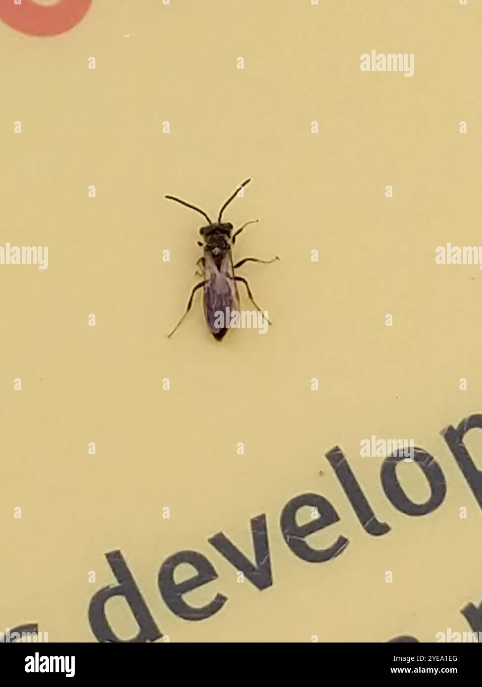 Api e vespe Apoidi (Apoidea) Foto Stock
