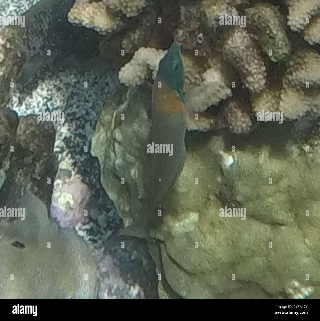 Sella Wrasse (Thalassoma duperrey) Foto Stock