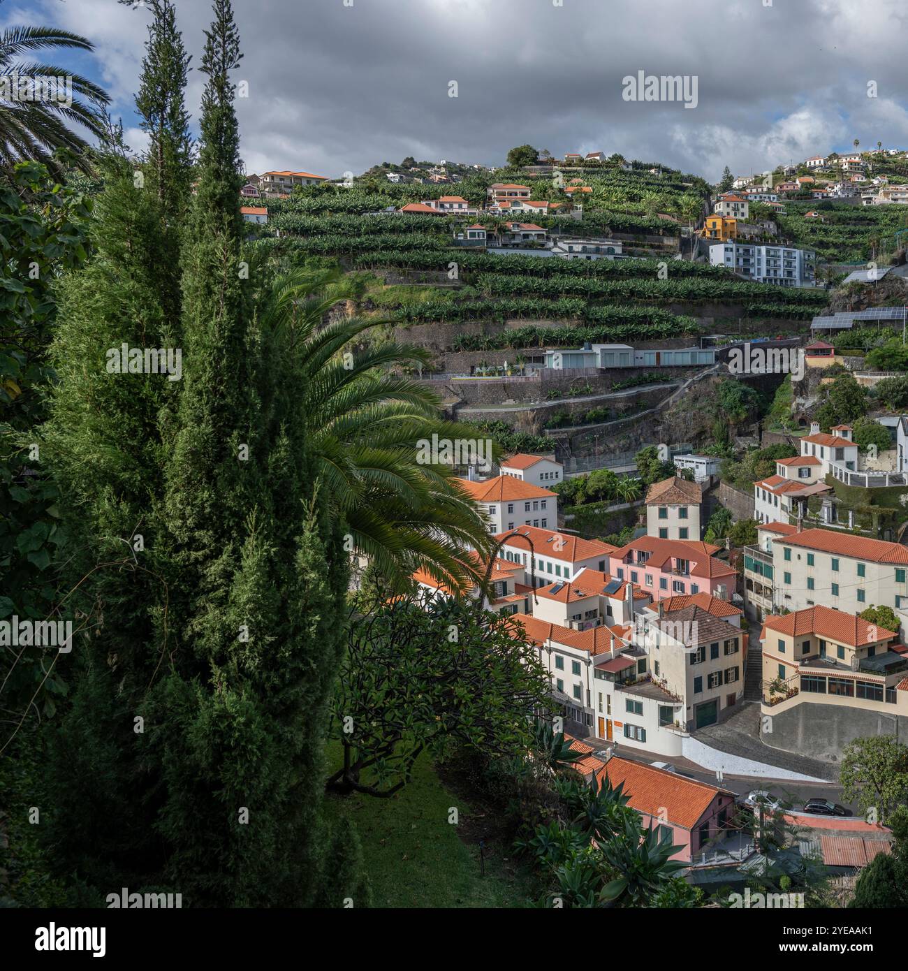 Alberi cresciuti in file e abitazioni su una collina terrazzata nella città di Ponta do Sol sull'isola di Madeira, Portogallo; Ponta do Sol, Madeira, Portogallo Foto Stock