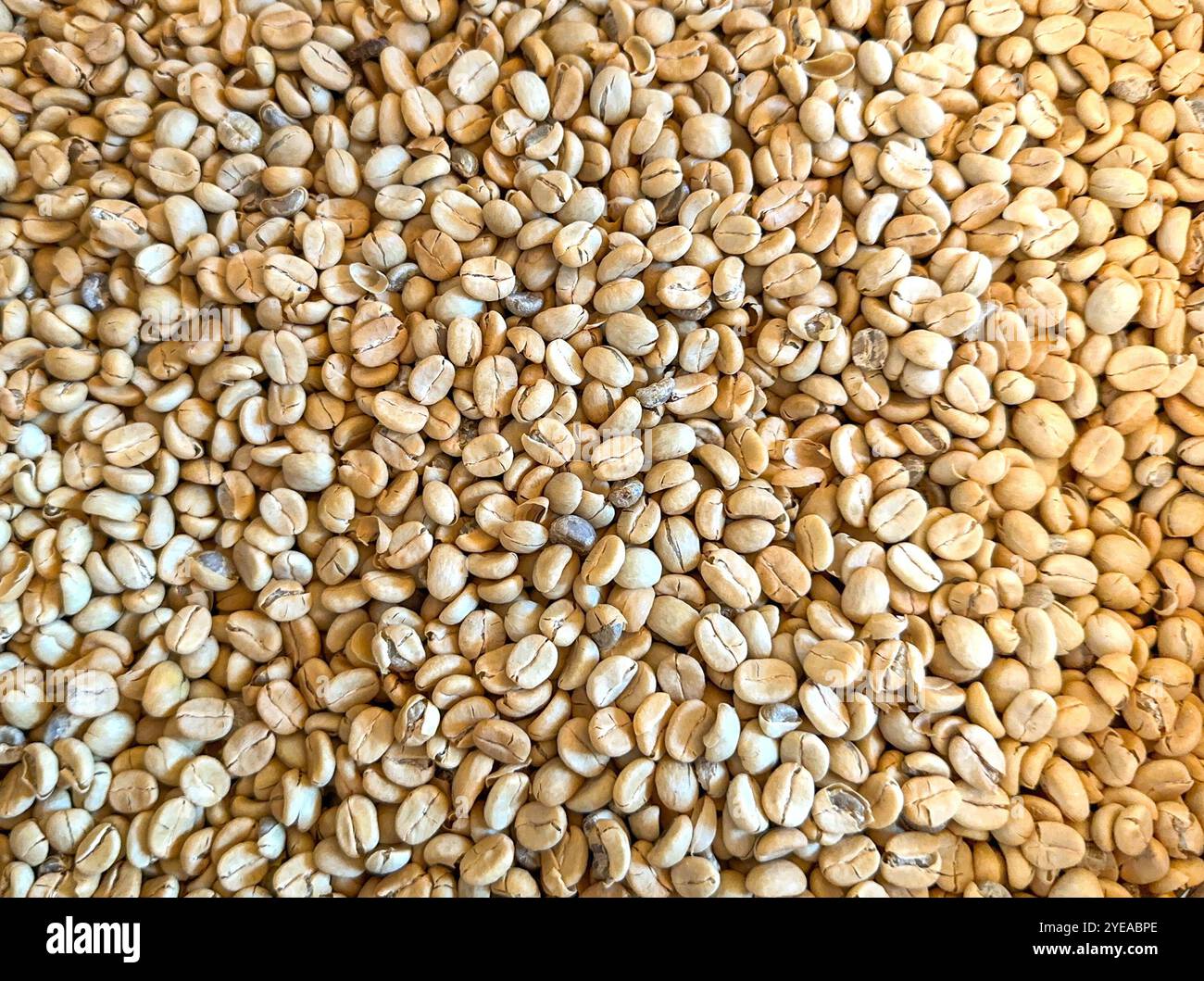 Chicchi di caffè appena raccolti prima della tostatura. Background, niente persone. - Immagine stock catturata con smartphone