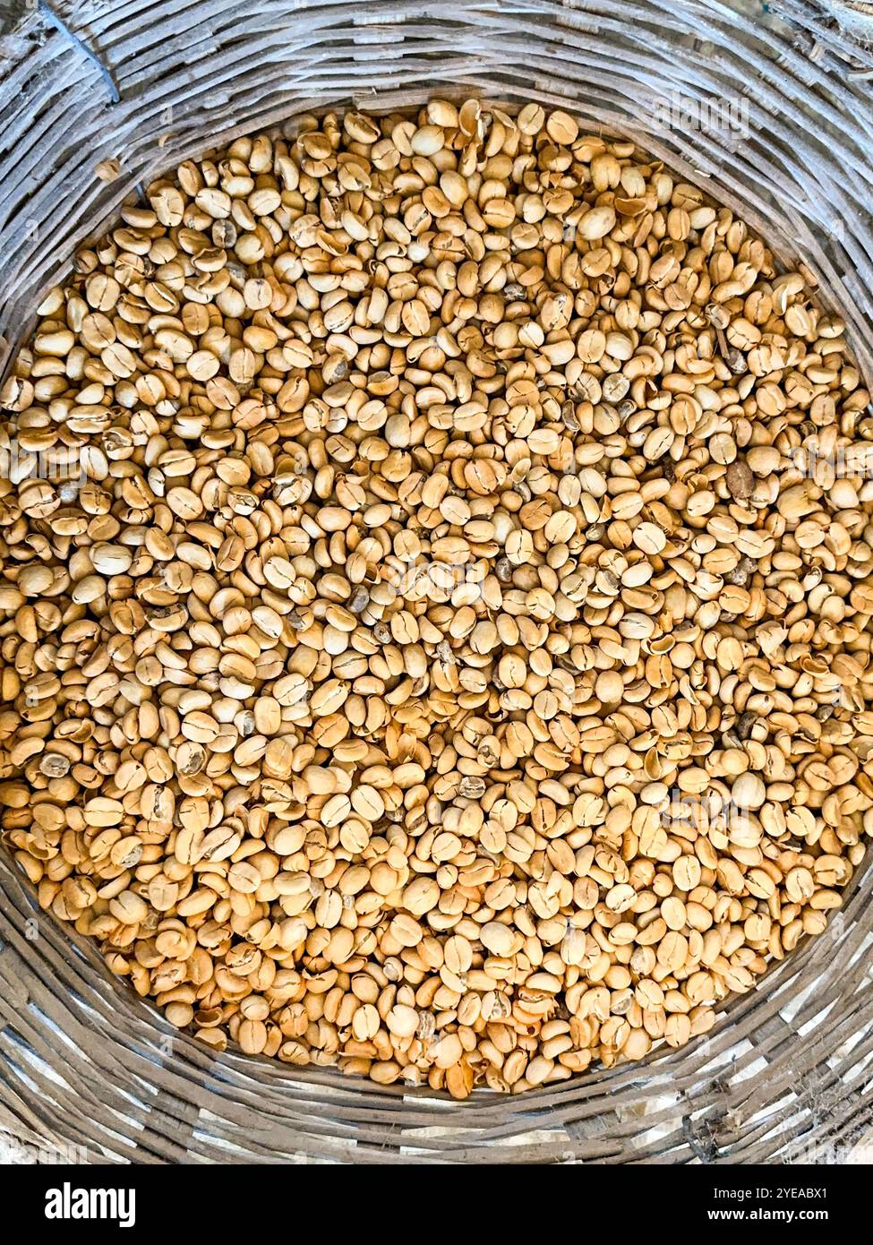 Chicchi di caffè appena raccolti in un cestello di vimini prima della tostatura. Background, niente persone. - Immagine stock catturata con smartphone