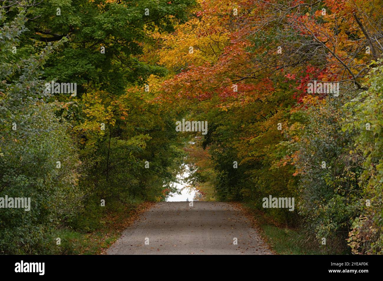 Strada di campagna alberata nei colori autunnali; Londra, Ontario, Canada Foto Stock