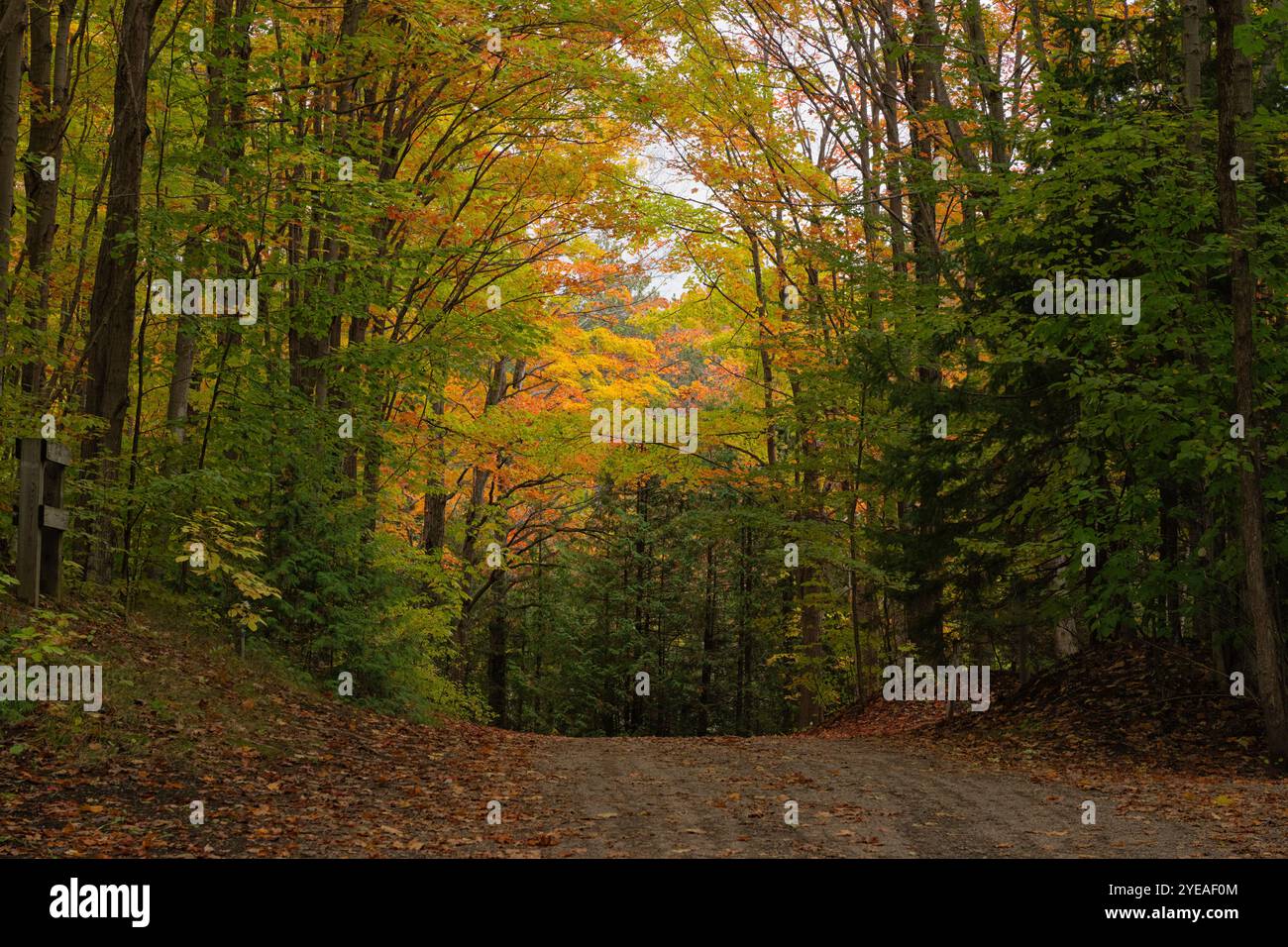 Strada di campagna alberata nei colori autunnali; Londra, Ontario, Canada Foto Stock