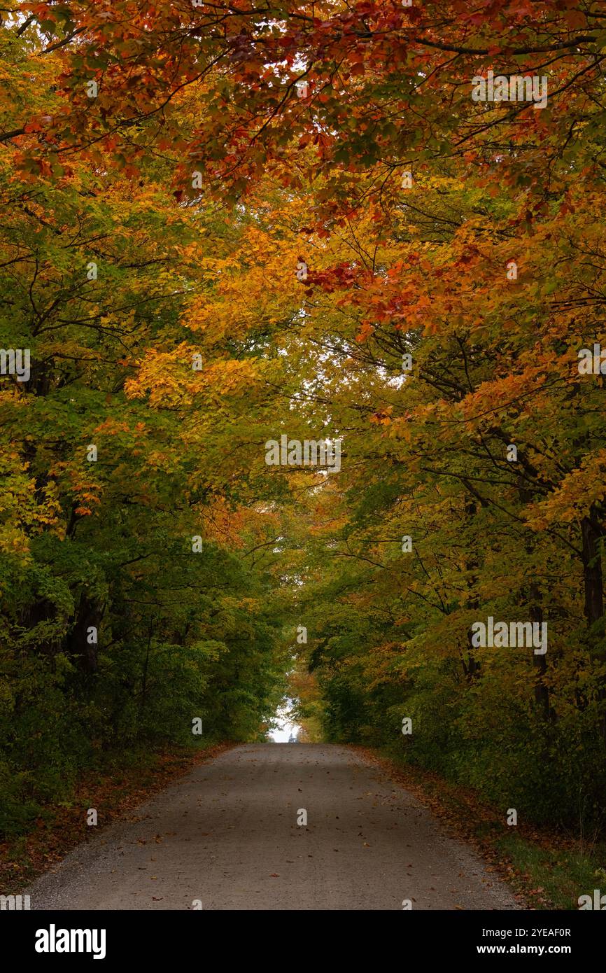 Strada di campagna alberata nei colori autunnali; Londra, Ontario, Canada Foto Stock