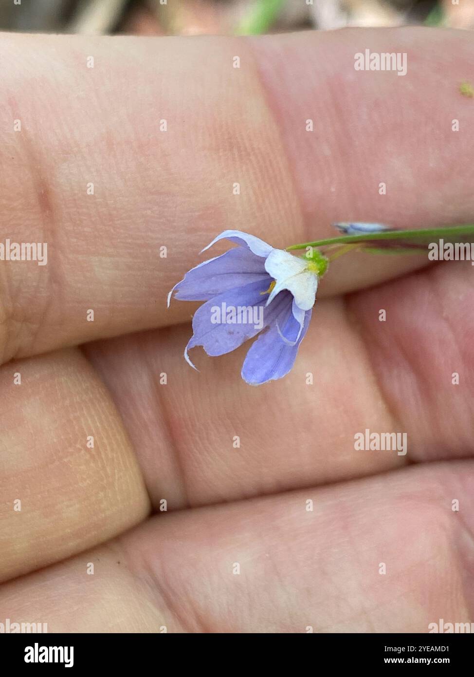 Erba dagli occhi azzurri (Sisyrinchium angustifolium) Foto Stock