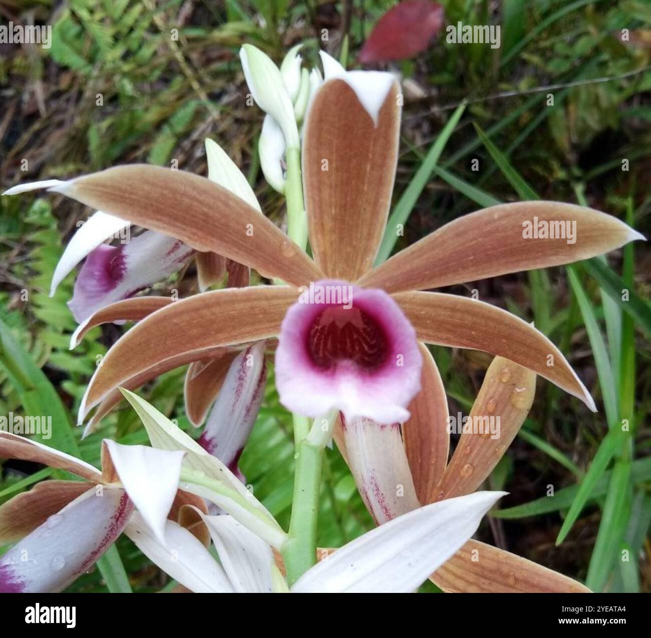 Orchidea cinese in polvere (Phaius tankervilleae) Foto Stock