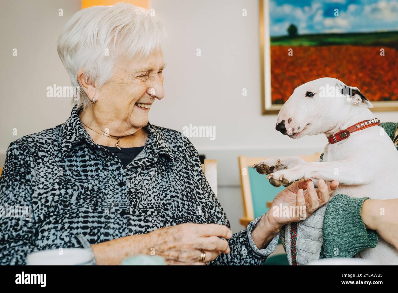 Donna anziana felice che gioca con il cane Bull Terrier a casa di riposo Foto Stock