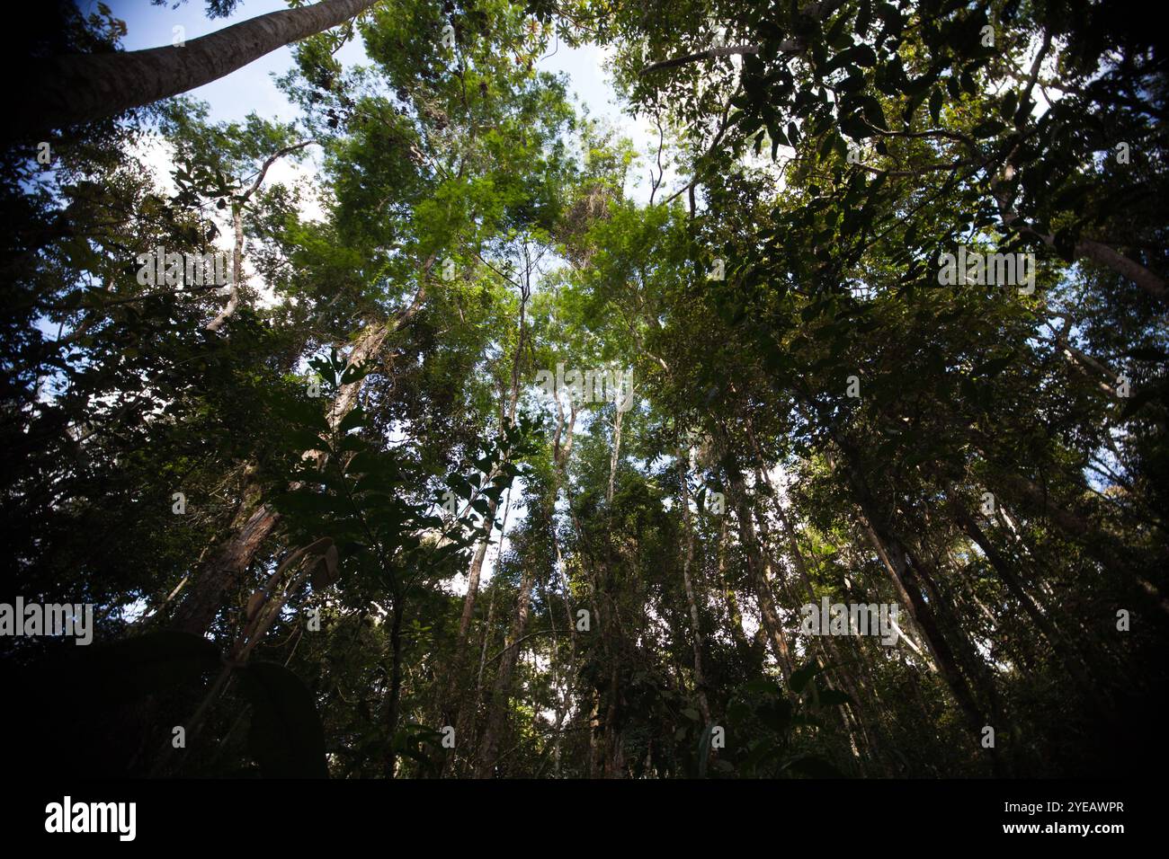 Um novo olhar! Foto Stock