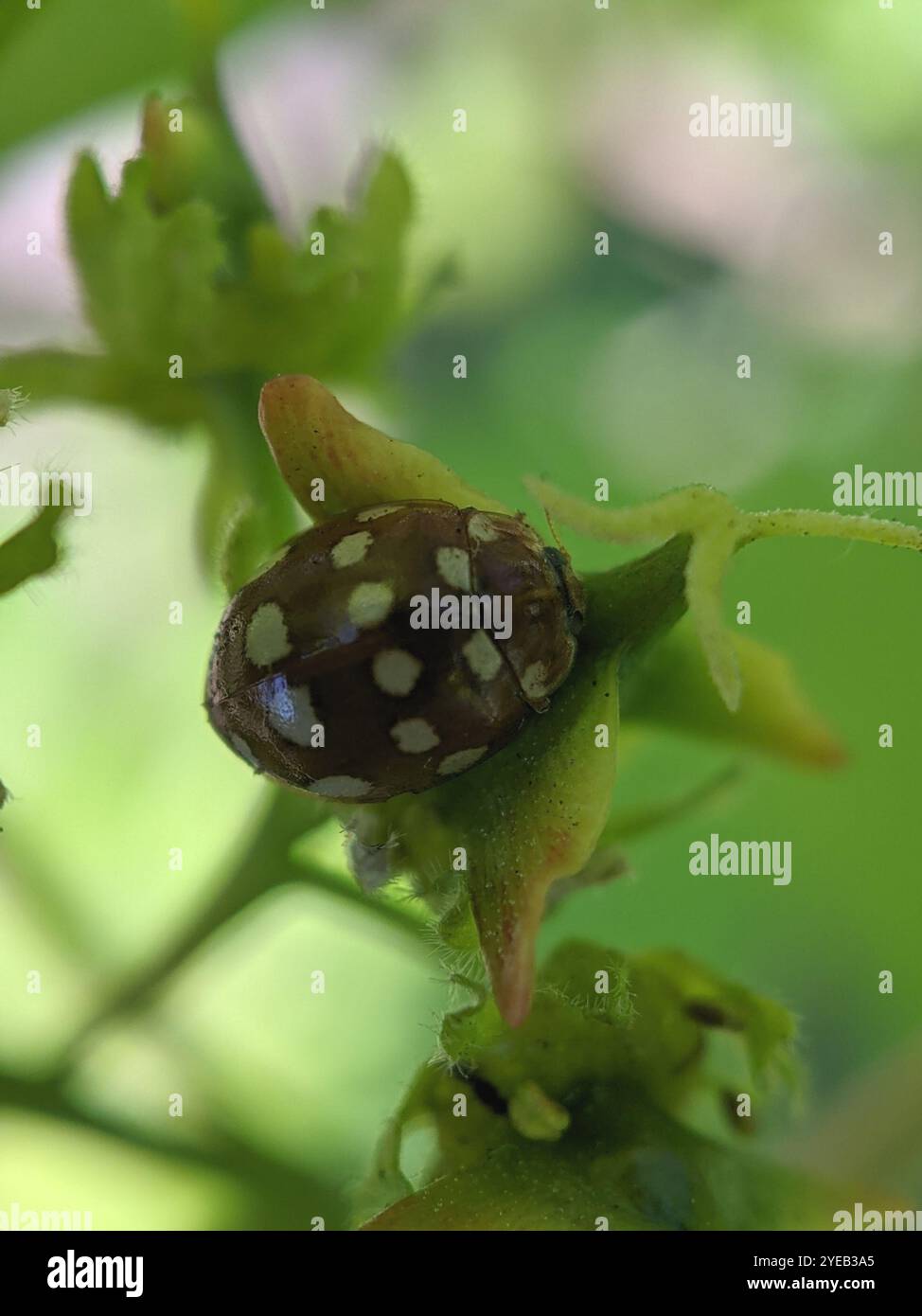 Ladybird macchiato di panna (Calvia quatuordecimguttata) Foto Stock