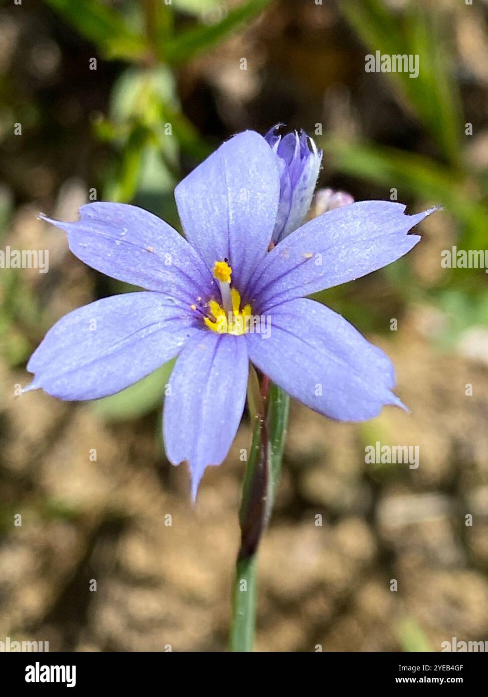 Erba dagli occhi azzurri (Sisyrinchium angustifolium) Foto Stock