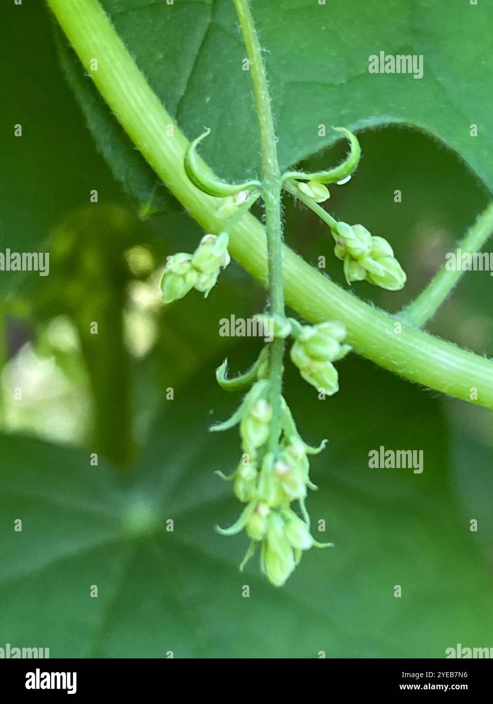 Semi di luna (Menispermum canadense) Foto Stock