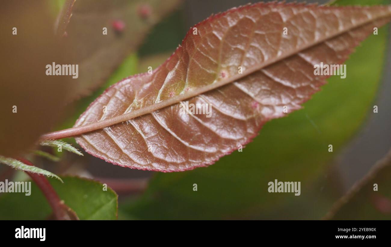 Acaro di zenzero di prugna (Eriophyes emarginatae) Foto Stock