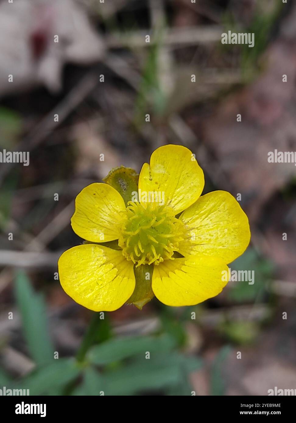 Coppe kashubiane (Ranunculus cassubicus) Foto Stock