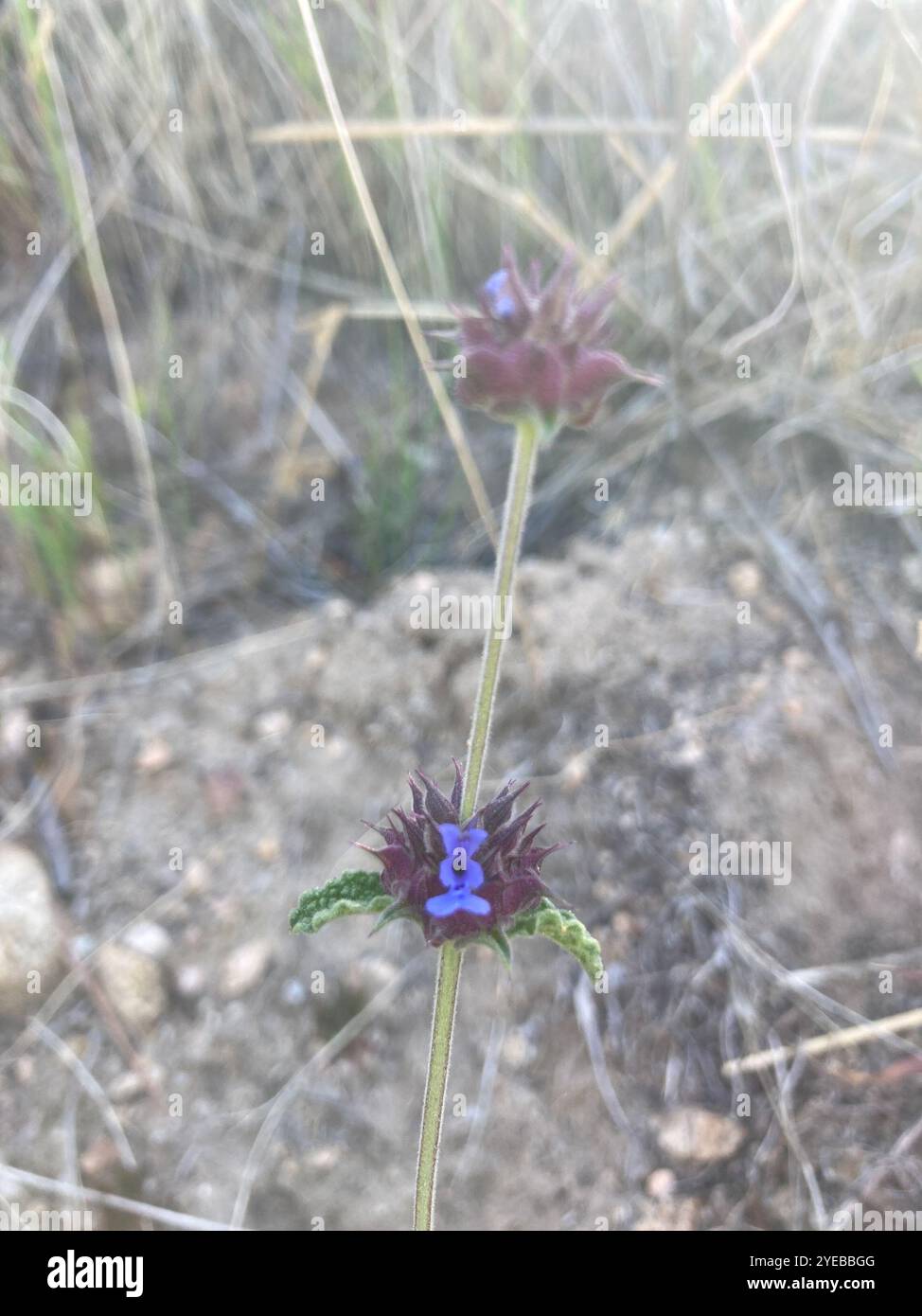 Chia (Salvia columbariae) Foto Stock