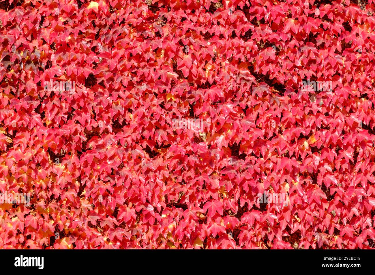 Boston Ivy (Parthenocissus tricuspidata) cresce sul muro dell'edificio, Londra, Regno Unito Foto Stock