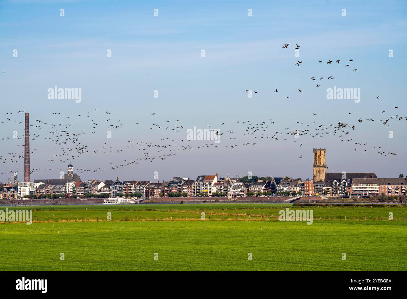 Skyline di Emmerich, sul basso Reno, pascoli sulla riva sinistra del Reno, mucche, greggi di uccelli, oche, NRW, Germania, Foto Stock