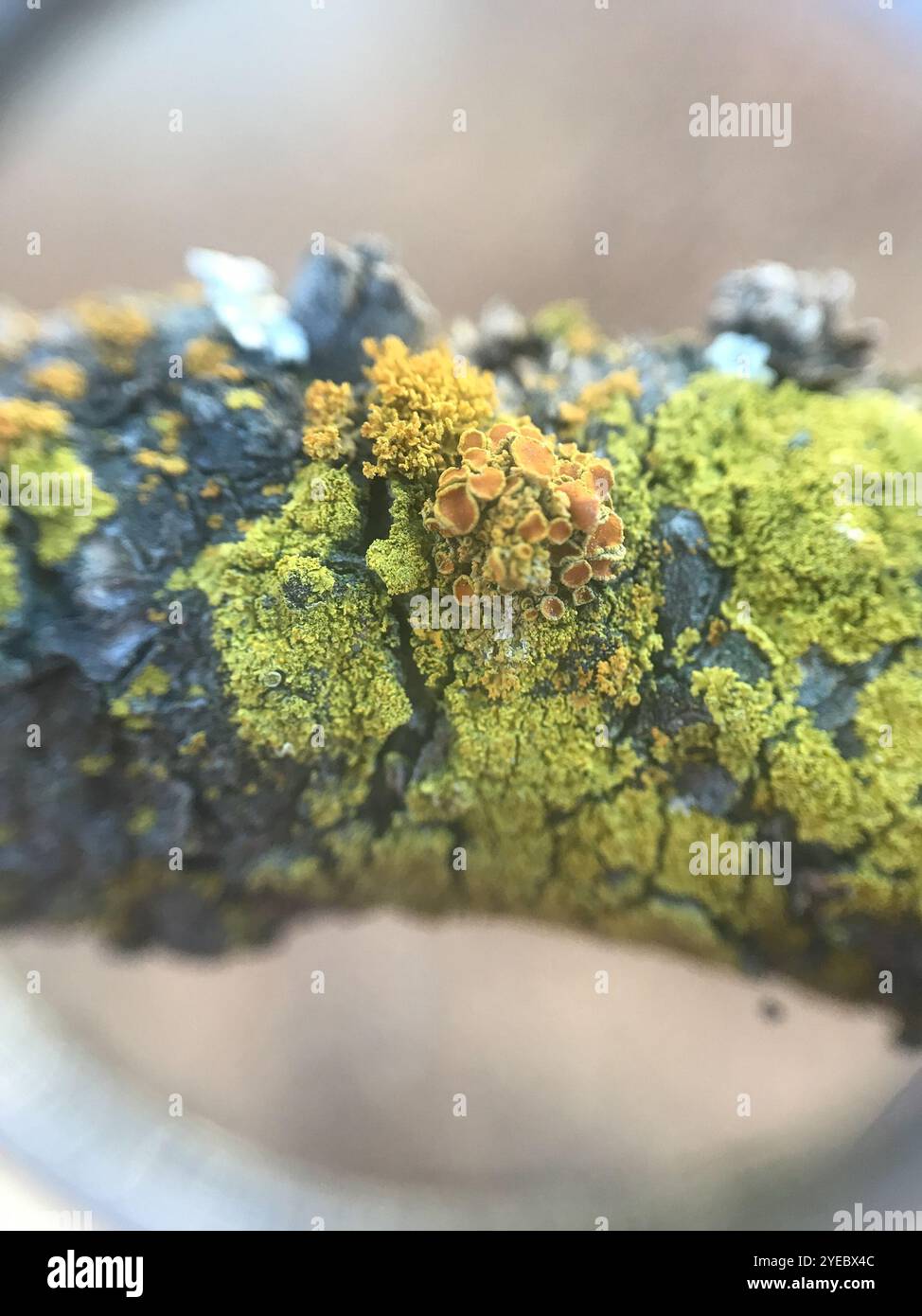 Sunburst Lichen con cuscinetto a spillo (Polycauliona polycarpa) Foto Stock