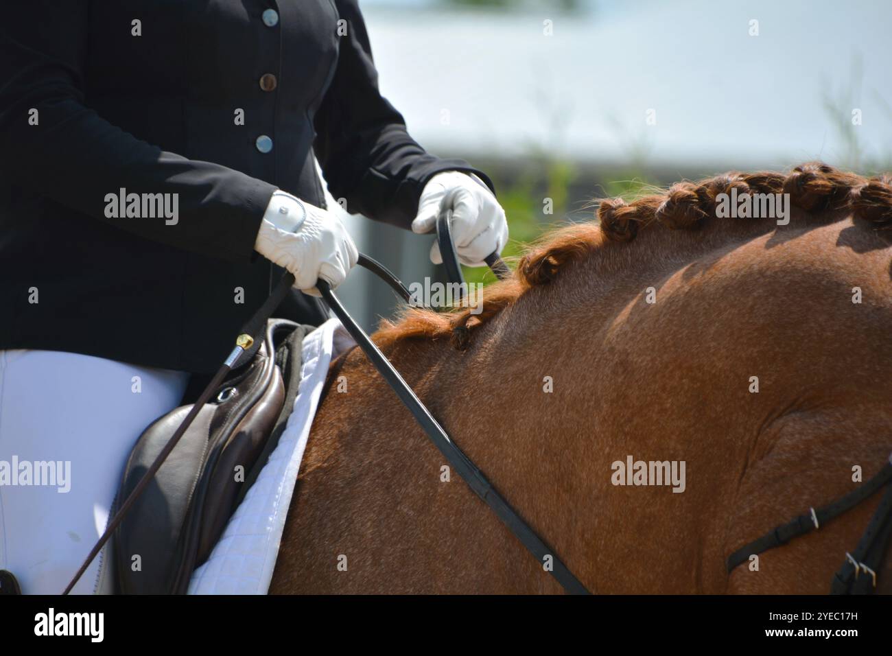 Un primo piano di un cavallo di baia in dressage sul ring durante una prova di completamento. Foto Stock