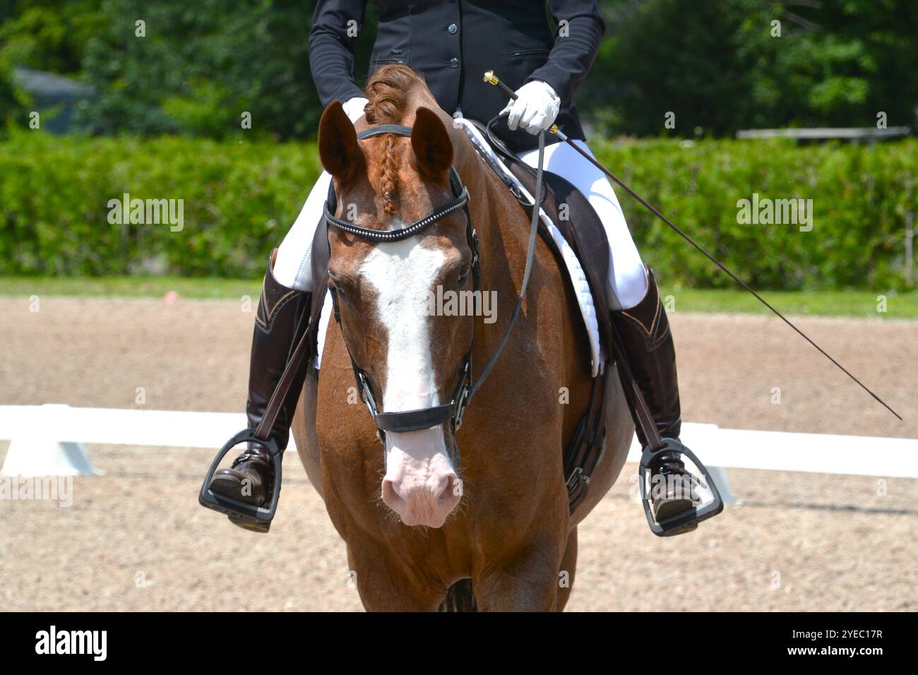 Un primo piano di un cavallo di baia con un bagliore bianco mentre il cavaliere si prepara a entrare nel dressage ring per una gara. Foto Stock