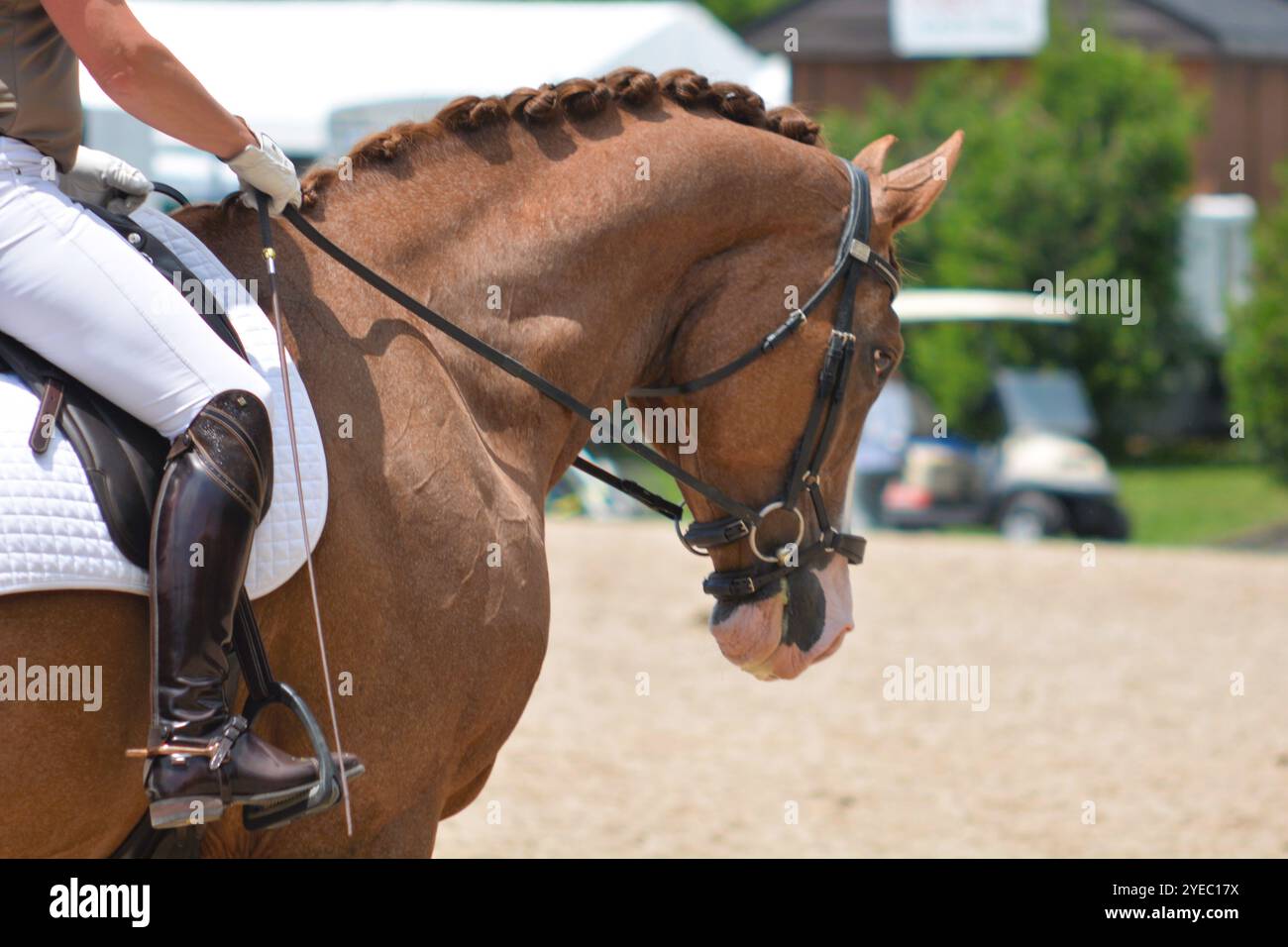 Un primo piano di un cavallo di baia in dressage sul ring durante una prova di completamento. Foto Stock