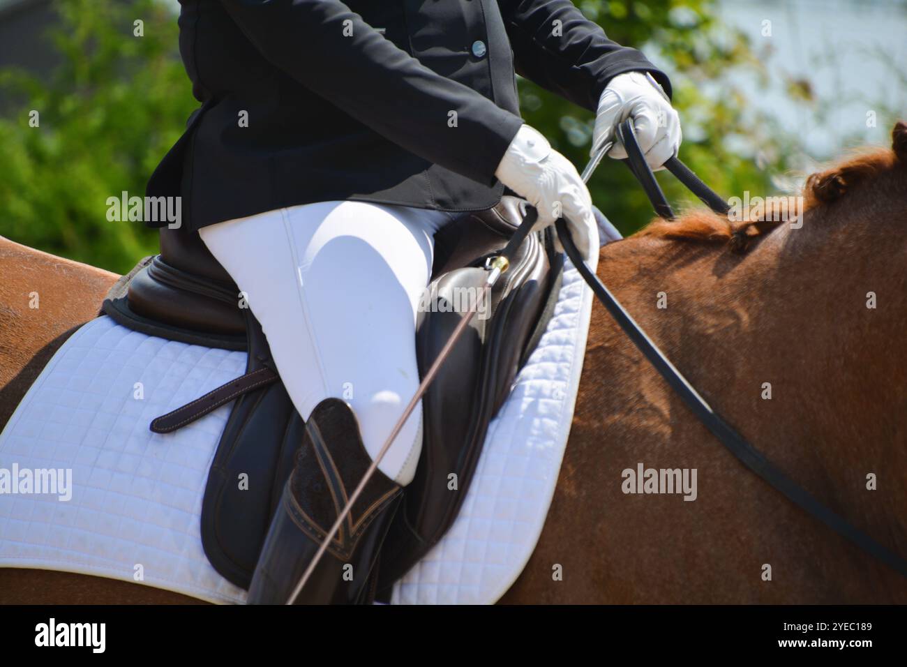 Un primo piano di un cavallo di baia in dressage sul ring durante una prova di completamento. Foto Stock