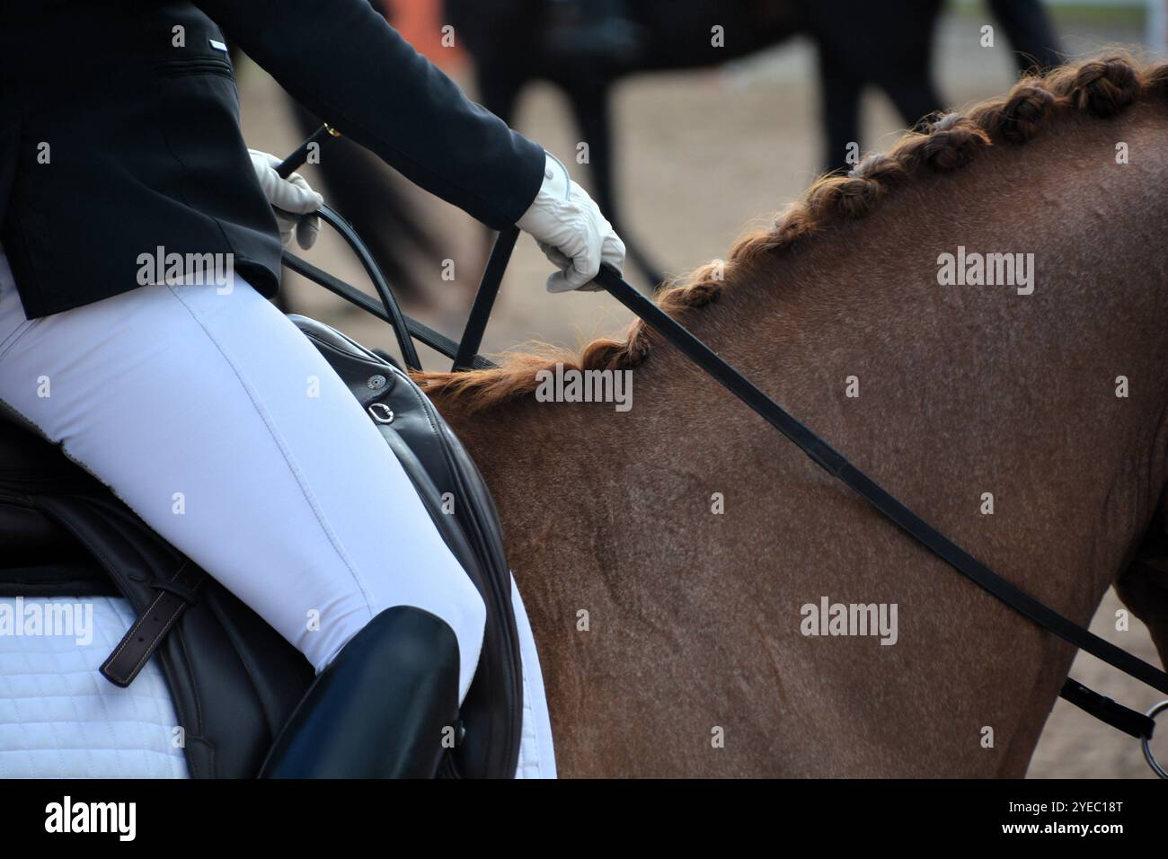 Primo piano di un cavaliere di dressage che tiene le redini e sta per competere in un test di equitazione. Foto Stock