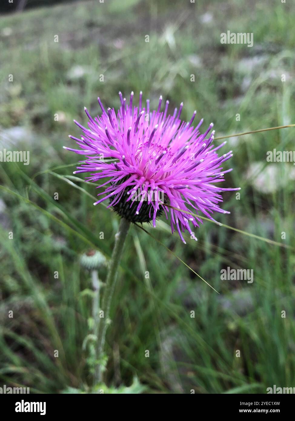 Thistle del Texas (Cirsium texanum) Foto Stock