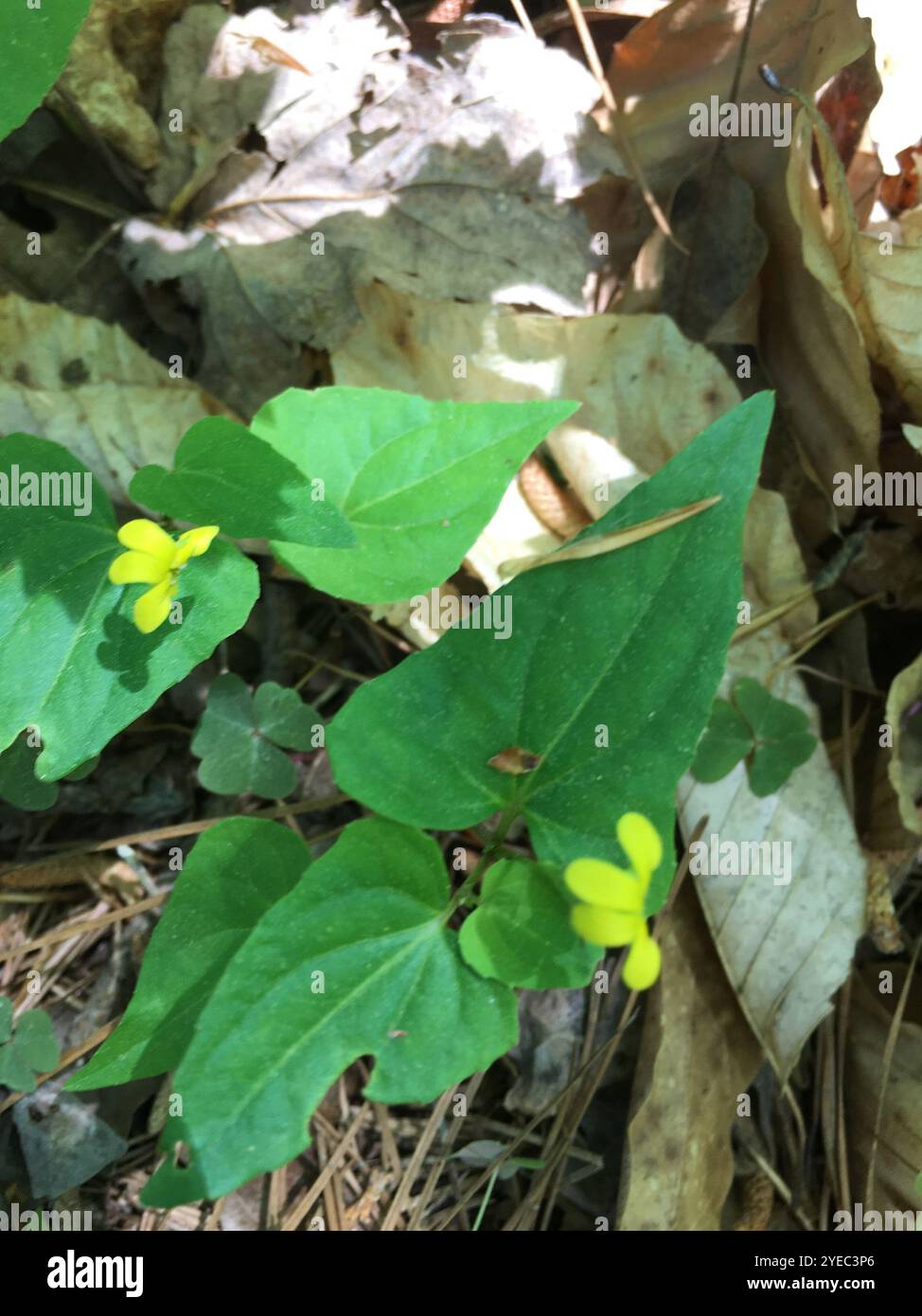 Viola lievitata alabarda (Viola hastata) Foto Stock