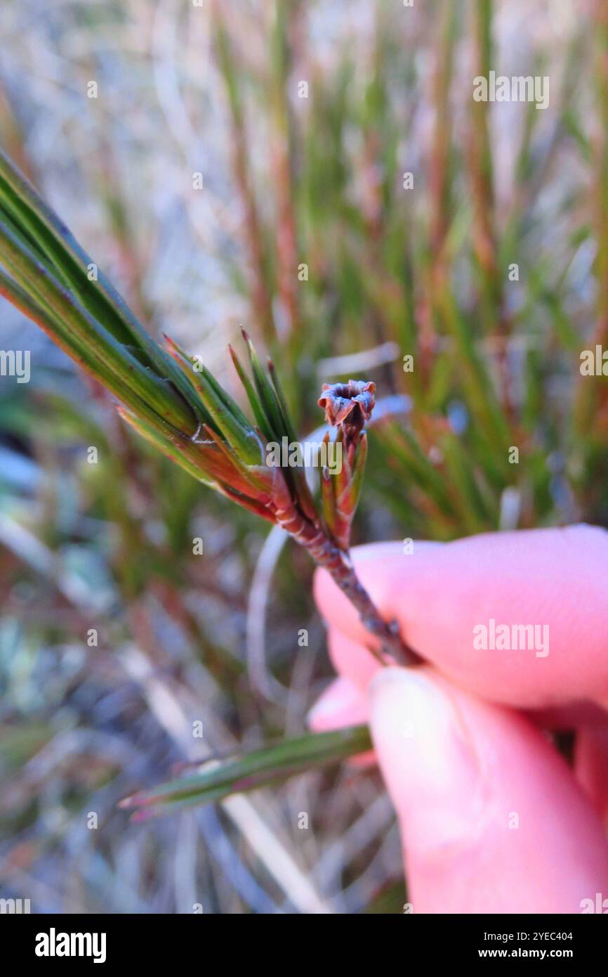 Inaka (Dracophyllum longifolium) Foto Stock