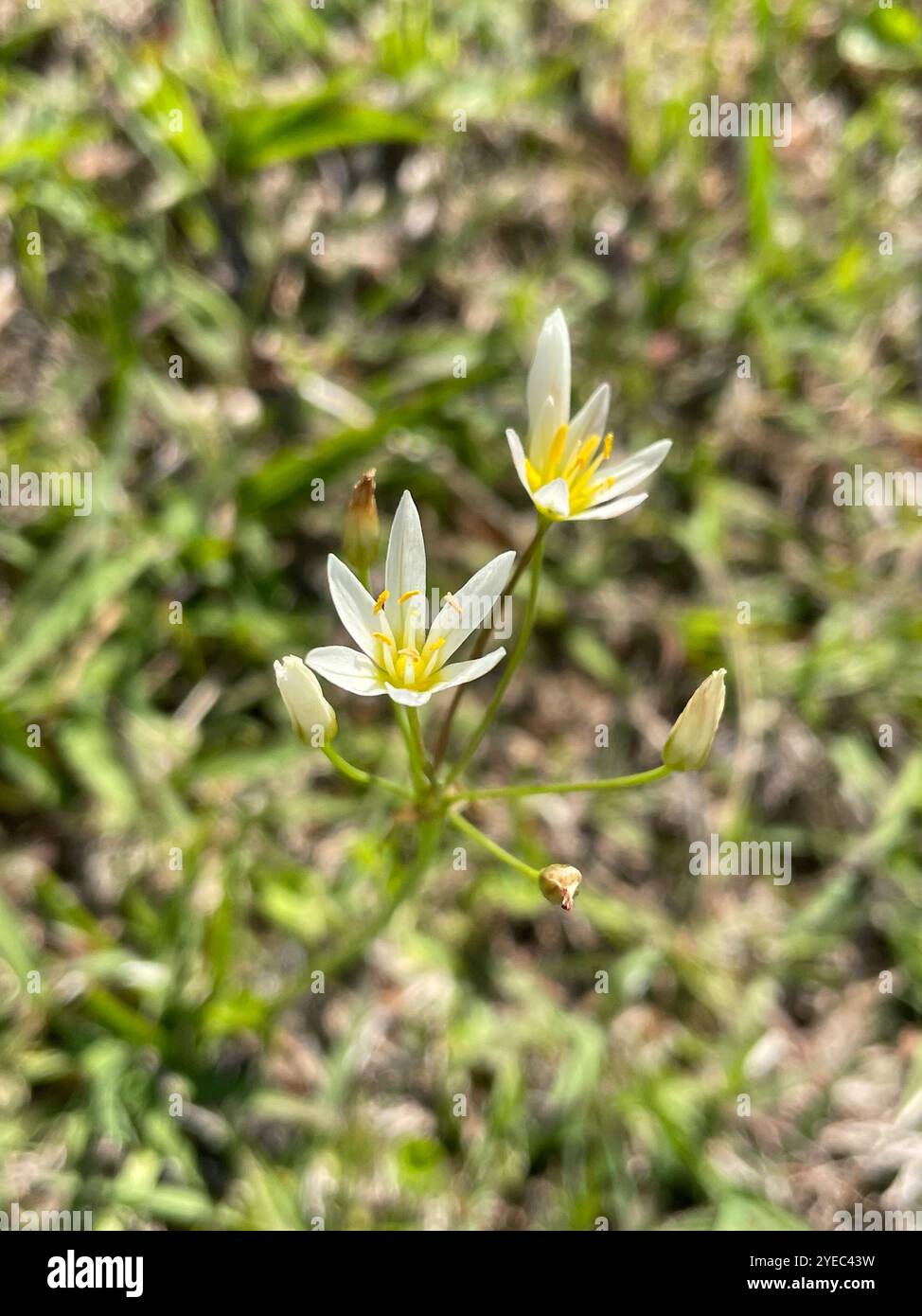 Crowpoison (Nothoscordum bivalve) Foto Stock