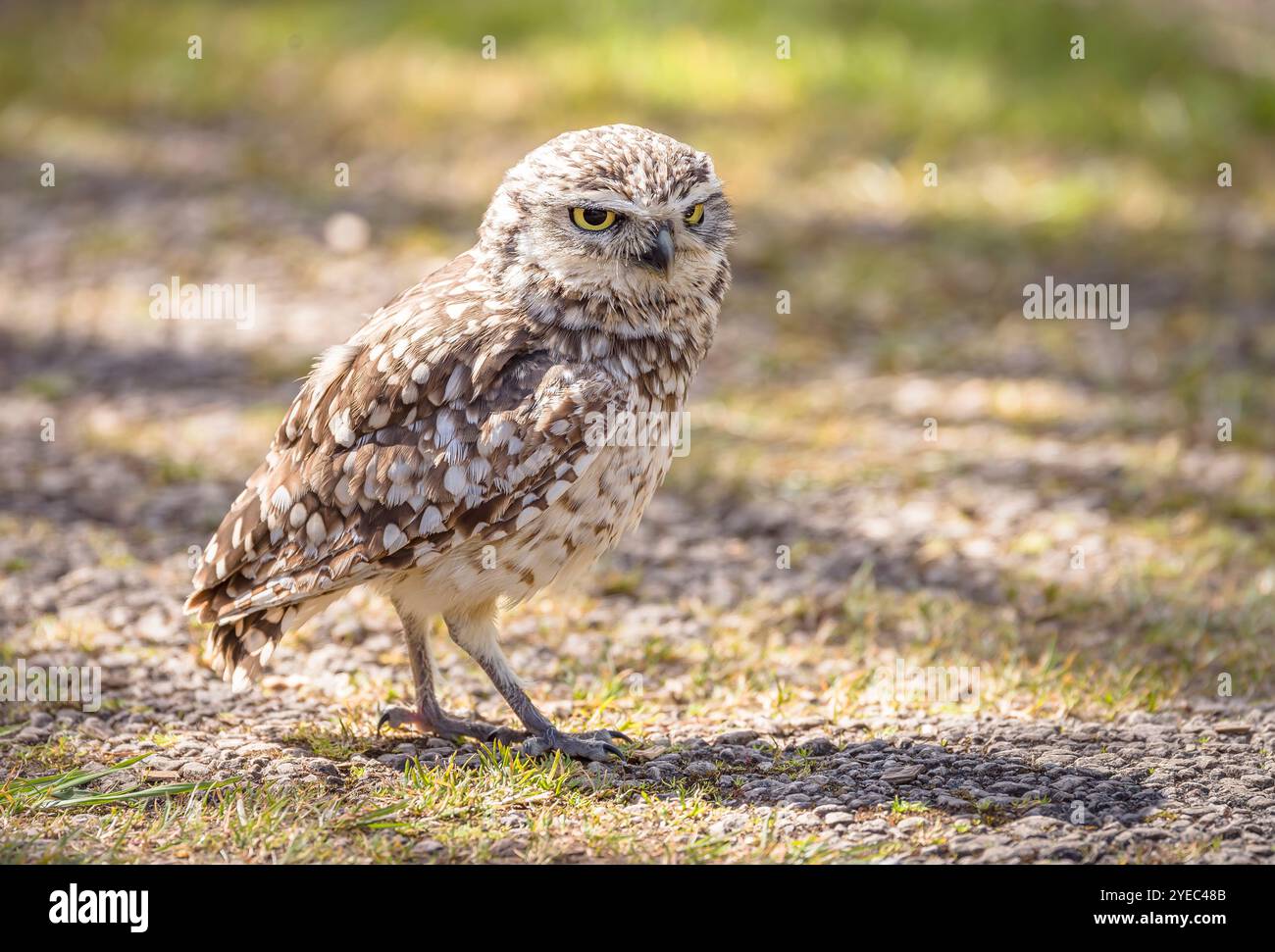 Gufo scavatore (Athene cunicularia) in piedi a terra, Cumbria, Regno Unito Foto Stock