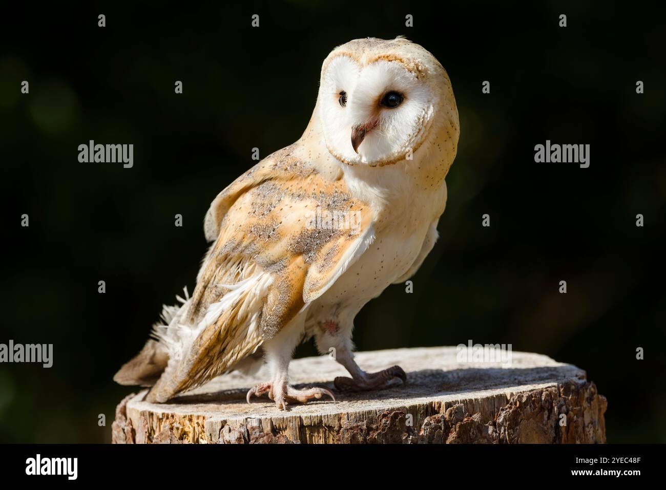Fienile (Tyto alba) in piedi su un persico, Cumbria, Regno Unito Foto Stock