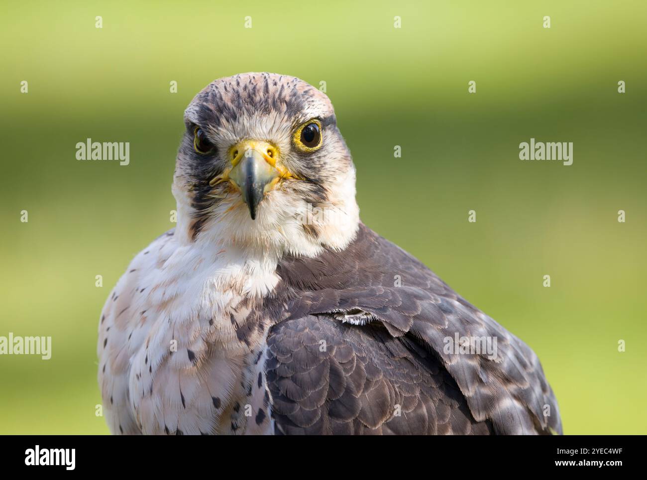 Falco Lanner, Falco biarmicus, primo piano ritratto di animali con il volto di un rapace che guarda la fotocamera. Cumbria, Regno Unito Foto Stock