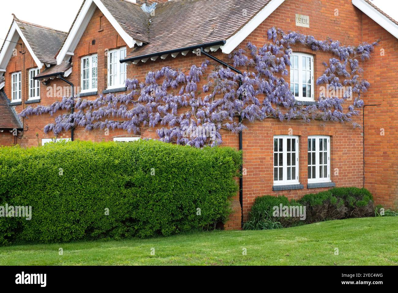Albero di Wisteria in fiore, che cresce sulla parete esterna sulla parte anteriore di una casa inglese, Regno Unito Foto Stock