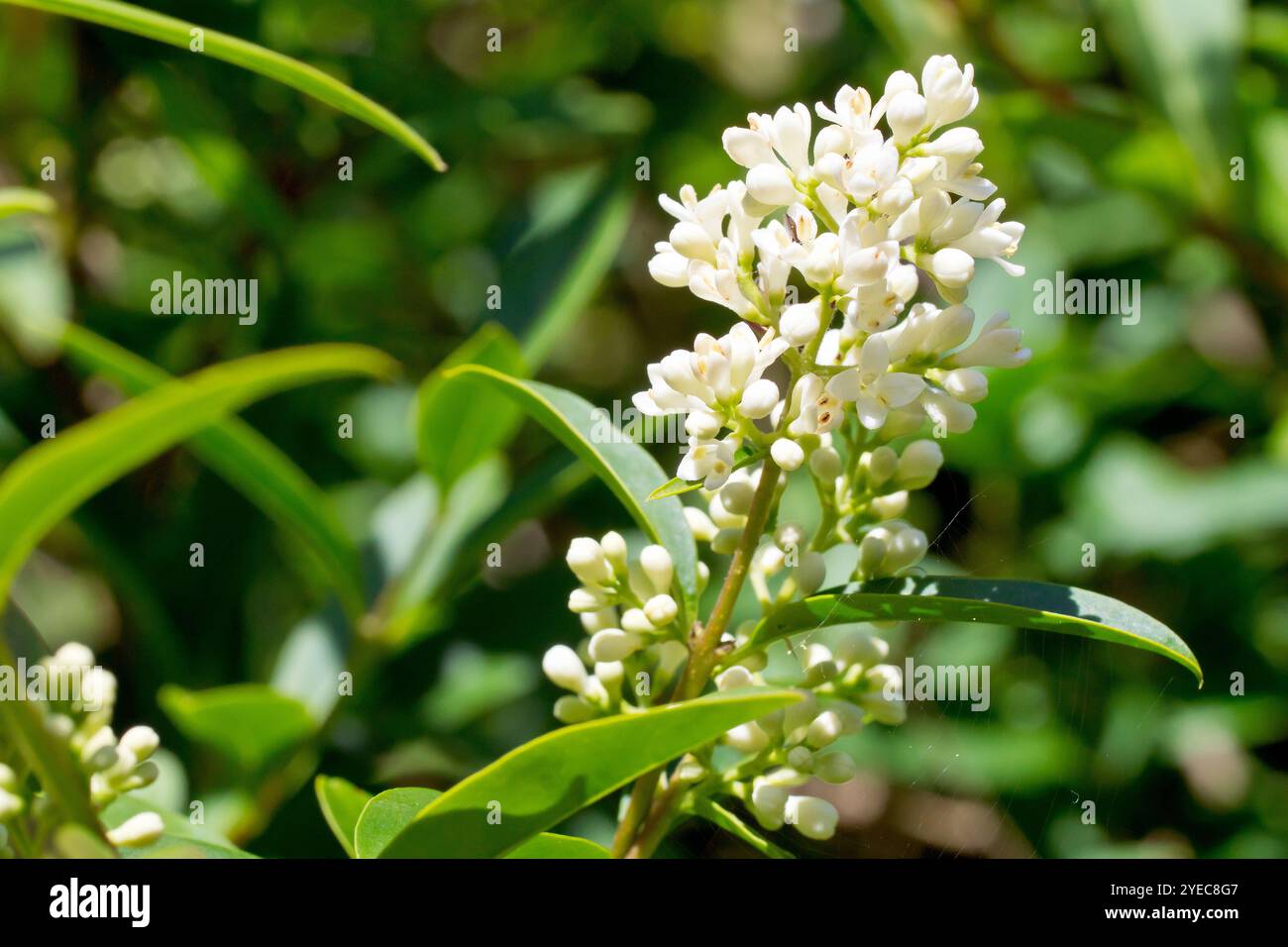 Privet comune (ligustrum vulgare), primo piano di una punta dei piccoli fiori bianchi prodotti dall'arbusto comunemente piantato all'inizio dell'estate. Foto Stock