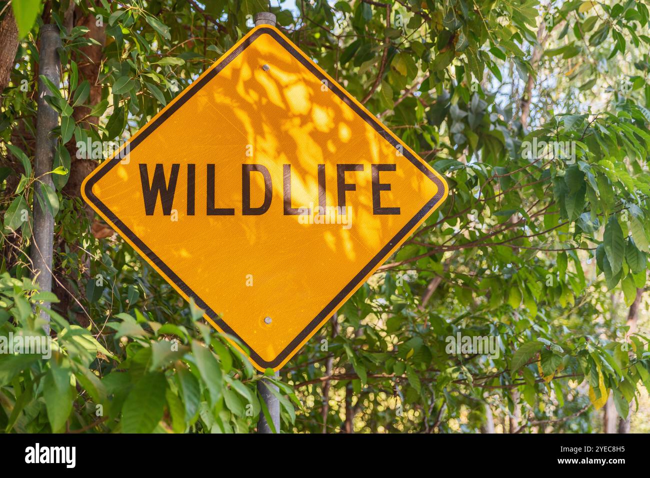 Cartello segnaletico per la fauna selvatica su Magnetic Island, Queensland, Australia Foto Stock