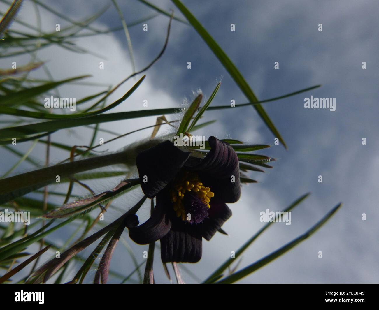 (Pulsatilla pratensis nigricans) Foto Stock