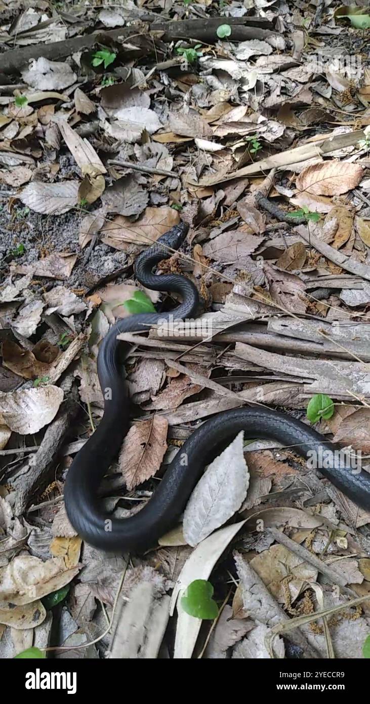 A sud il corridore di nero (Coluber constrictor priapo) Foto Stock