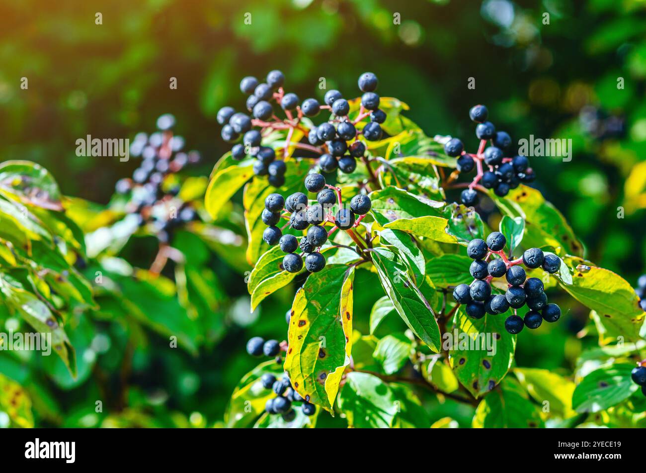 Bacche nere di pino (Cornus foemina) su cespuglio con foglie verdi. Bacche autunnali in natura. Foto Stock