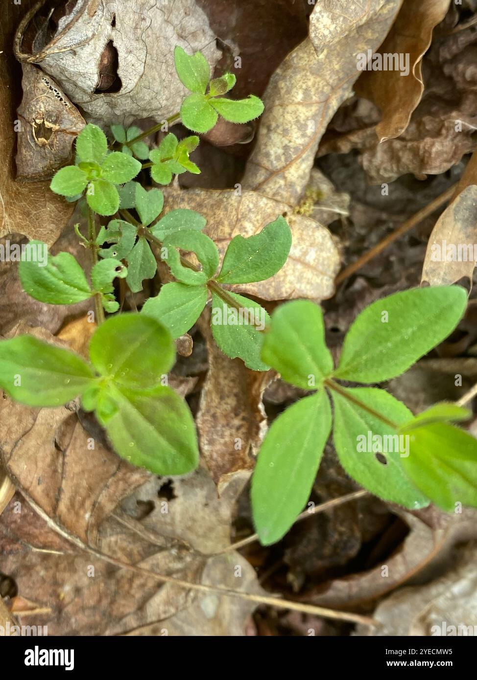 Cannuccia di liquirizia (Galium circaezans) Foto Stock