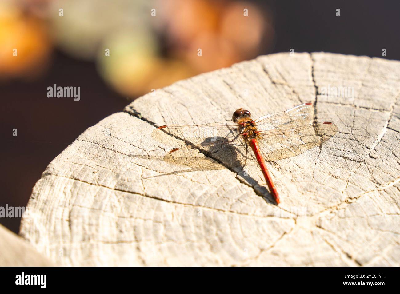 Dragonfly rossa, darter ruddy (Sympetrum sanguineum) che riposa su un ceppo d'albero Foto Stock