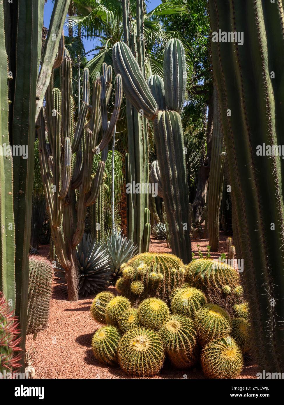 Cactus Majorelle Garden Foto Stock