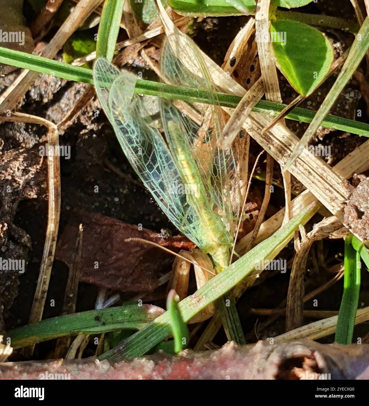 Lacewings verdi del gruppo carnea (Chrysoperla carnea) Foto Stock