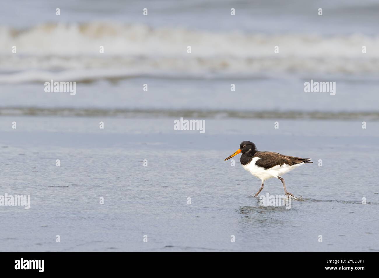 Ritratto di un giovane Oystercatcher, Haematopus ostralegus, guado con bassa marea, piumaggio giovanile e occhio ancora scuro con onde da surf ondulate nel Foto Stock