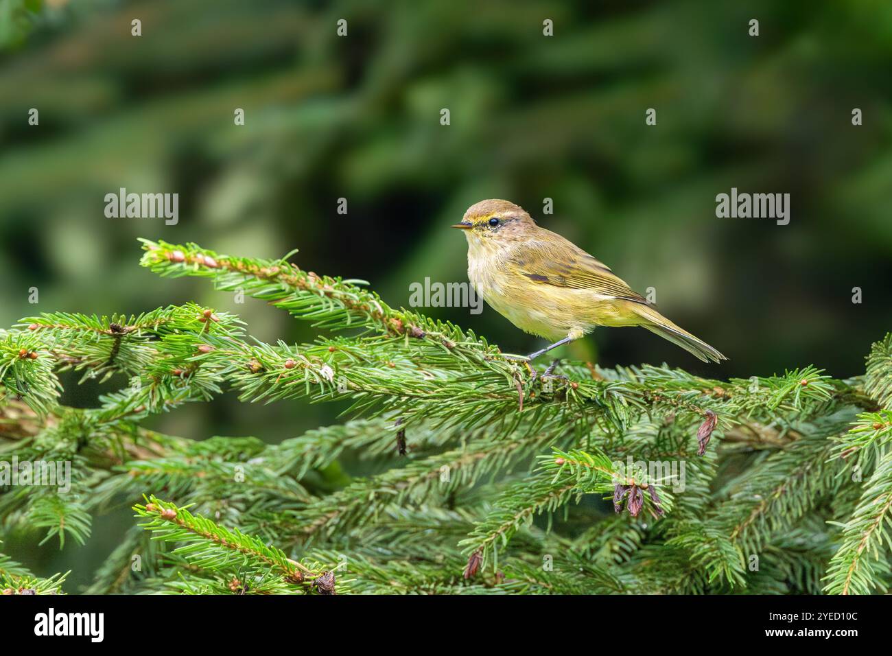 Primo piano di Chiffchaff, Phylloscopus collybita, in piedi con il contatto visivo su un ramo di abete rosso su uno sfondo vago e nebuloso con macchie chiare e scure Foto Stock