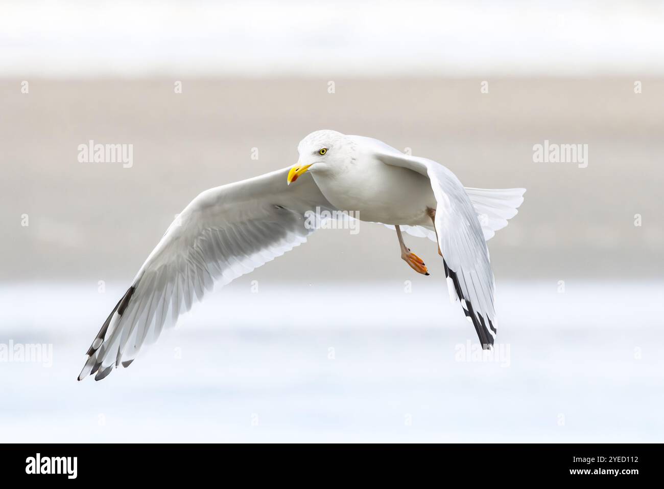 Ritratto di un gabbiano volante, Larus argentatus, che mostra caratteristiche specifiche di un grande becco giallo con punta rossa e patch bianca nella punta nera di T. Foto Stock